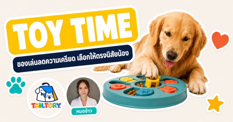 สุนัขโกลเดนเล่นกับของเล่นลดความเครียด ของเล่นสุนัข-แมว