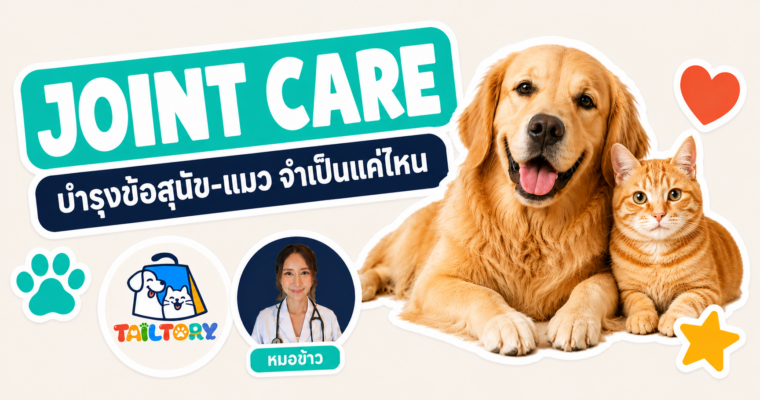 สุนัขโกลเดนรีทรีเวอร์และแมวส้มนั่งคู่กัน อาหารเสริมบำรุงข้อสุนัข-แมว
